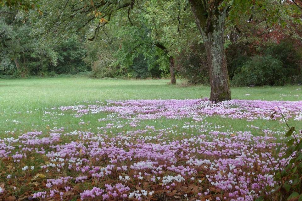 Nos cyclamens en fleurs