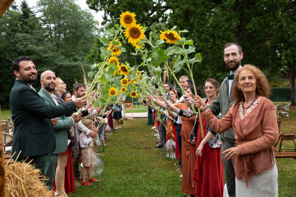 Allée tournesols