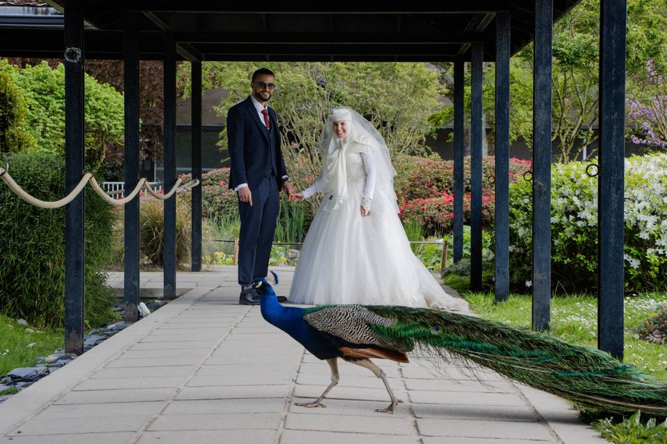 Wedding