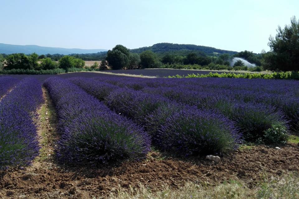 Champs de lavandins