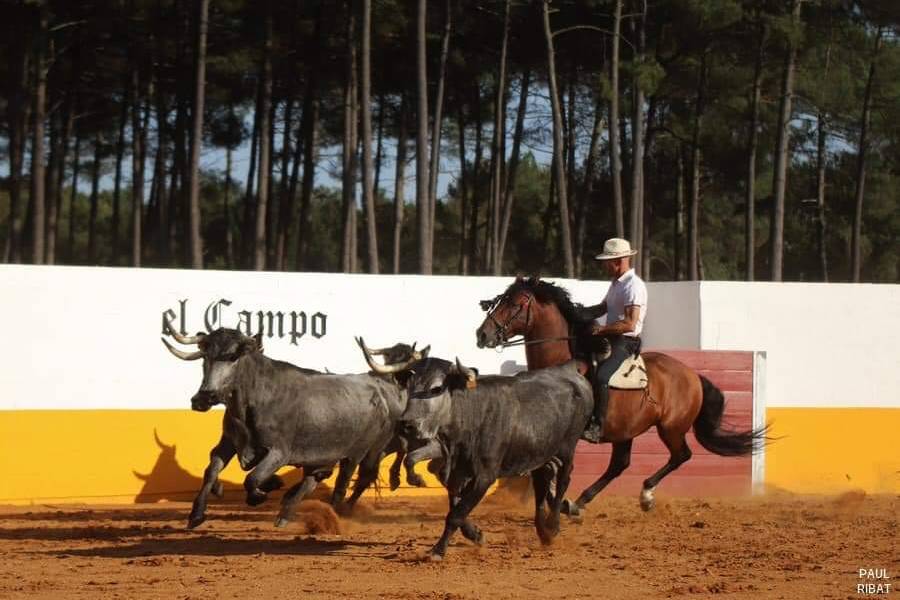 Spectacle équestre avec vaches