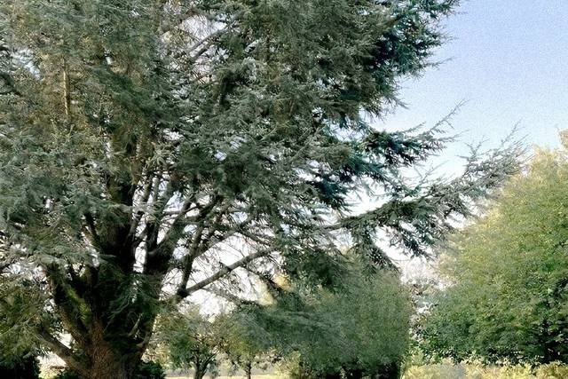 Cérémonie dans le jardin