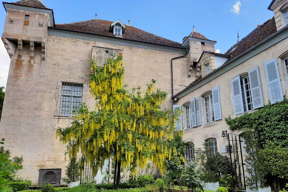 Cour du Château avec le cytise