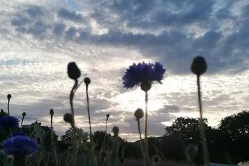 Champ de fleurs