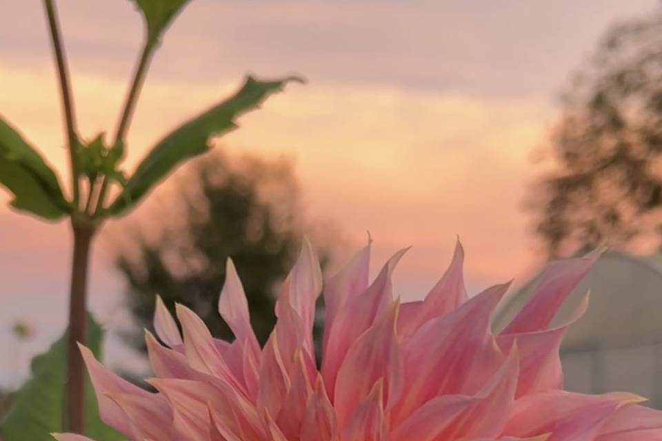 Dahlia