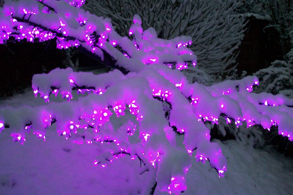 Cerisier lumineux sous la neig