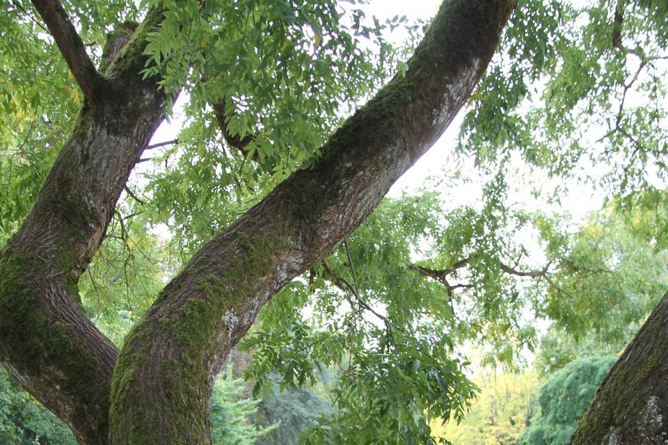 Au centre de l'arbre