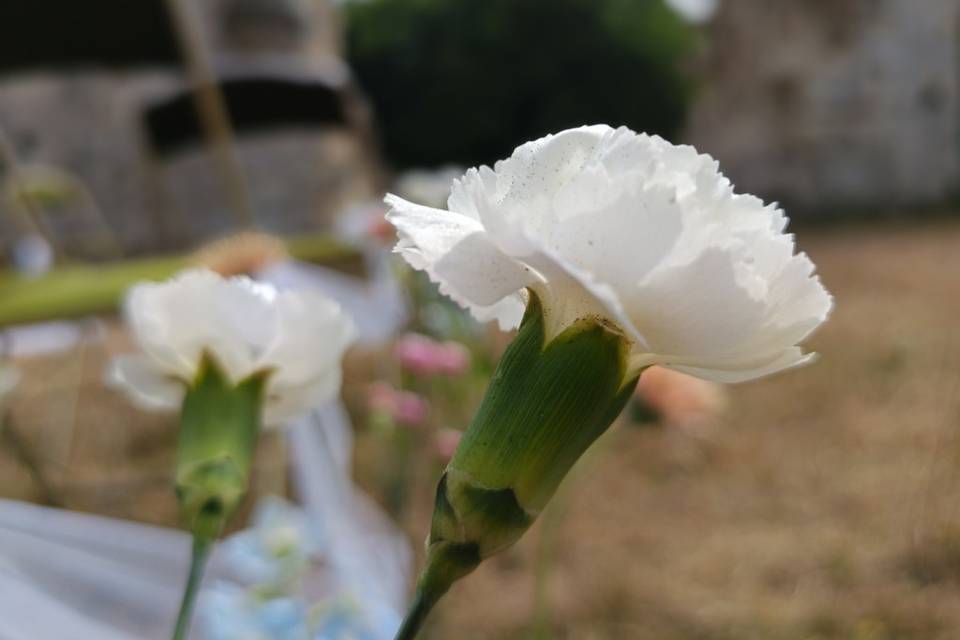 Fleurs