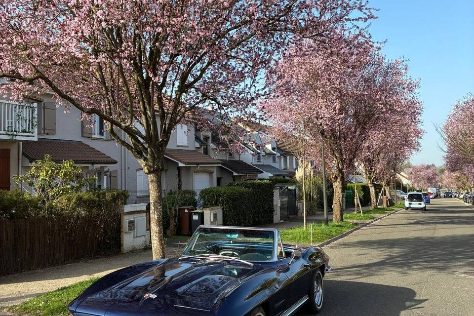 CORVETTE C2 STING RAY