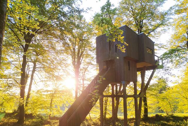 Cabane dans les arbres matin