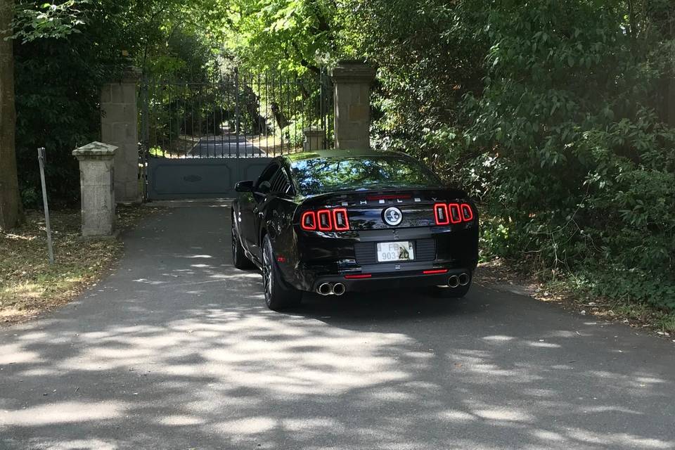 Shelby GT 500