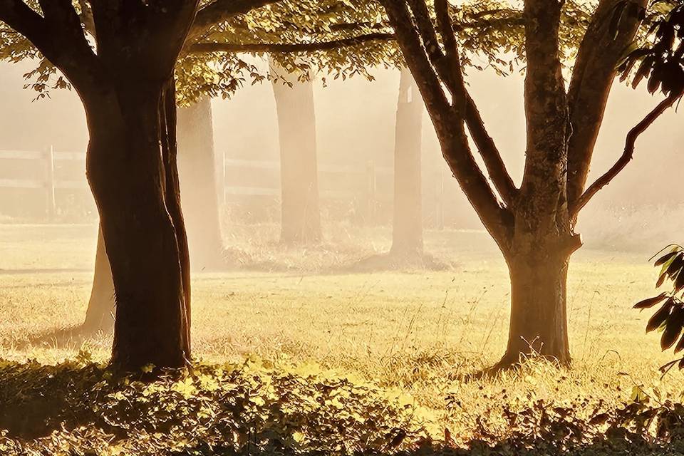Sous-bois