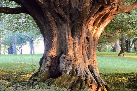Arbre remarquable