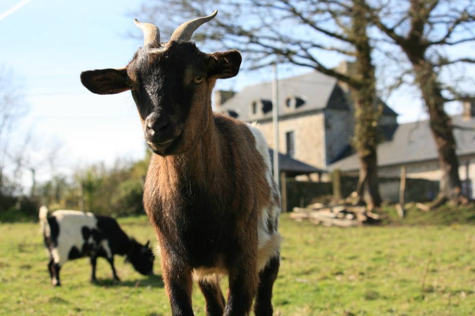 Gîte La Riaudais