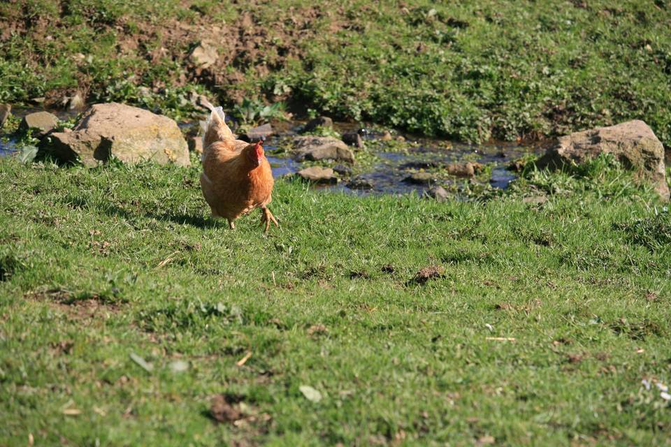 Une poule (pas) sur un mur