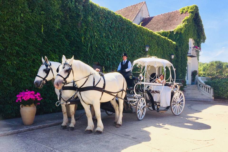 Landau blanc chevaux blancs