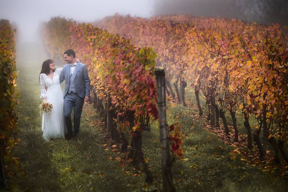 Vignes en automne