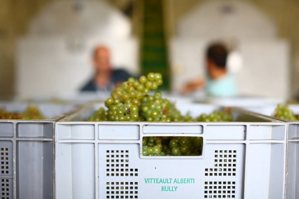 Vendanges