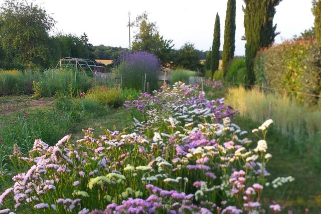 Fleurs cultivées à la ferme