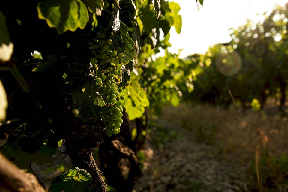 Vignoble