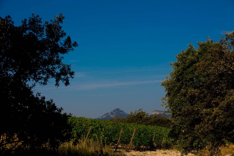 Vue Pic Saint Loup et Hortus
