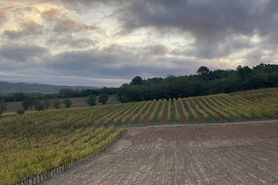 Les vignes