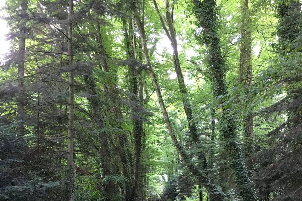 Chemin de bois
