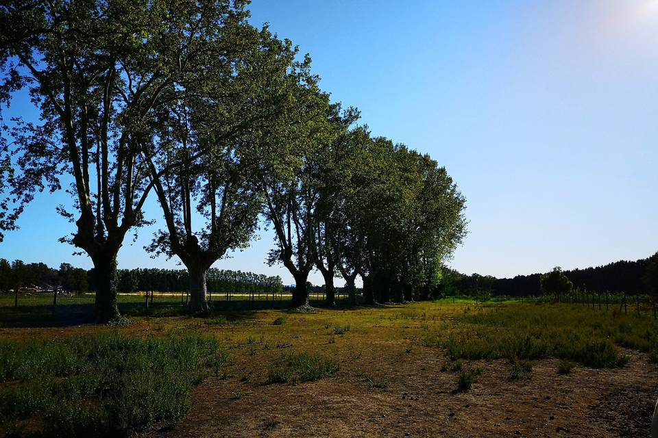 La rangée de platanes