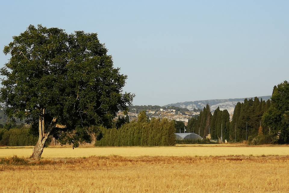 Les champs ensoleillés