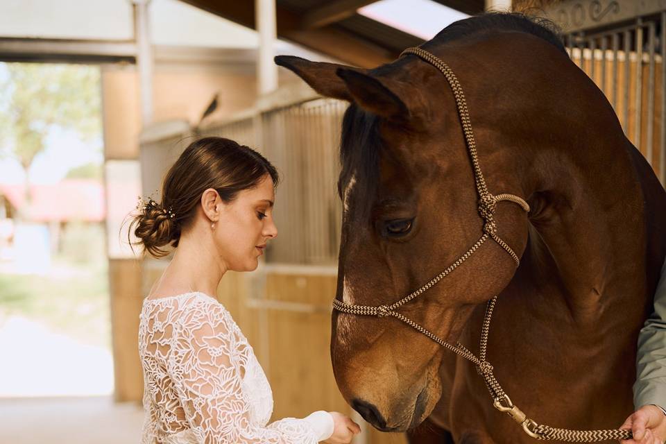 Séance photo avec les chevaux