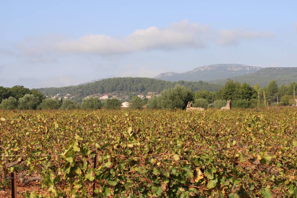 Vue sur la vallée