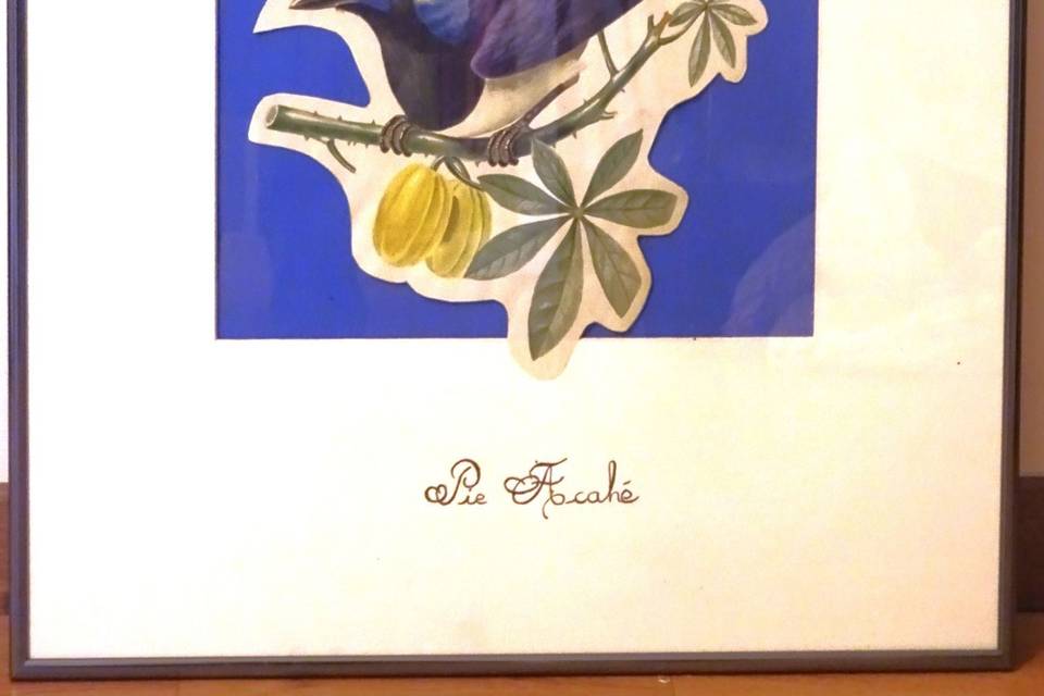Gravures d'oiseaux exotiques