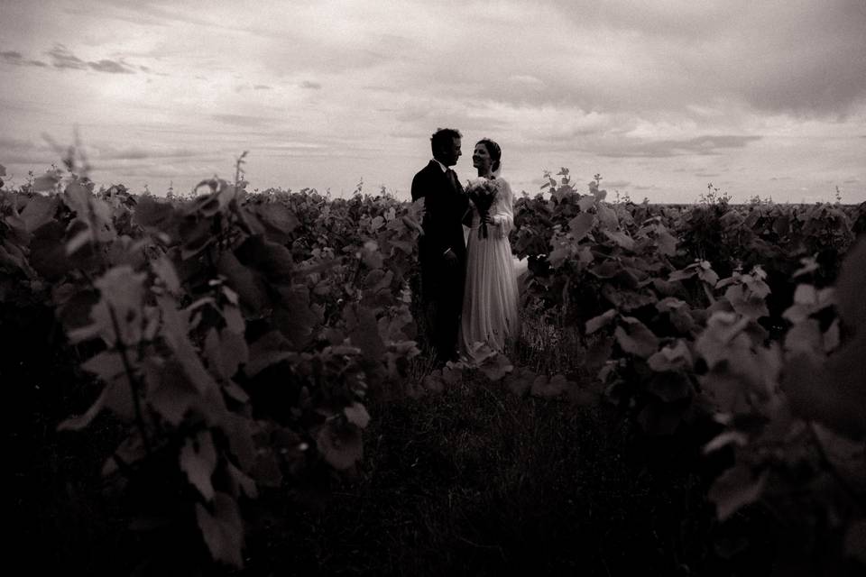 Les vignes du Muscadet