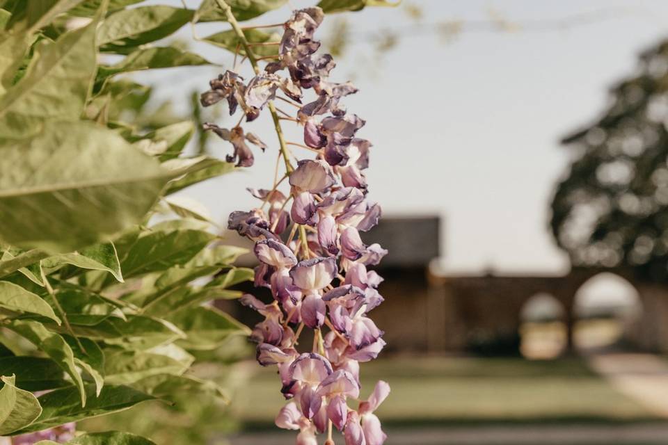 Glycine - vue arches