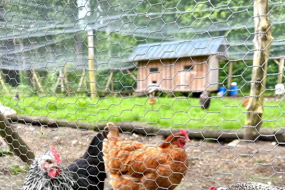 Nos poules