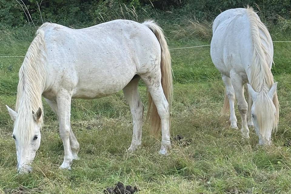 Nos chevaux