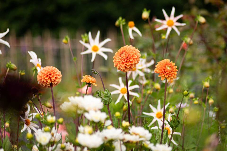 Dahlia à la ferme