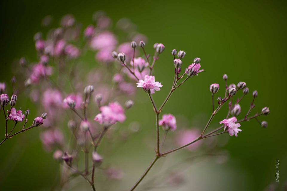 Gypsophile rose