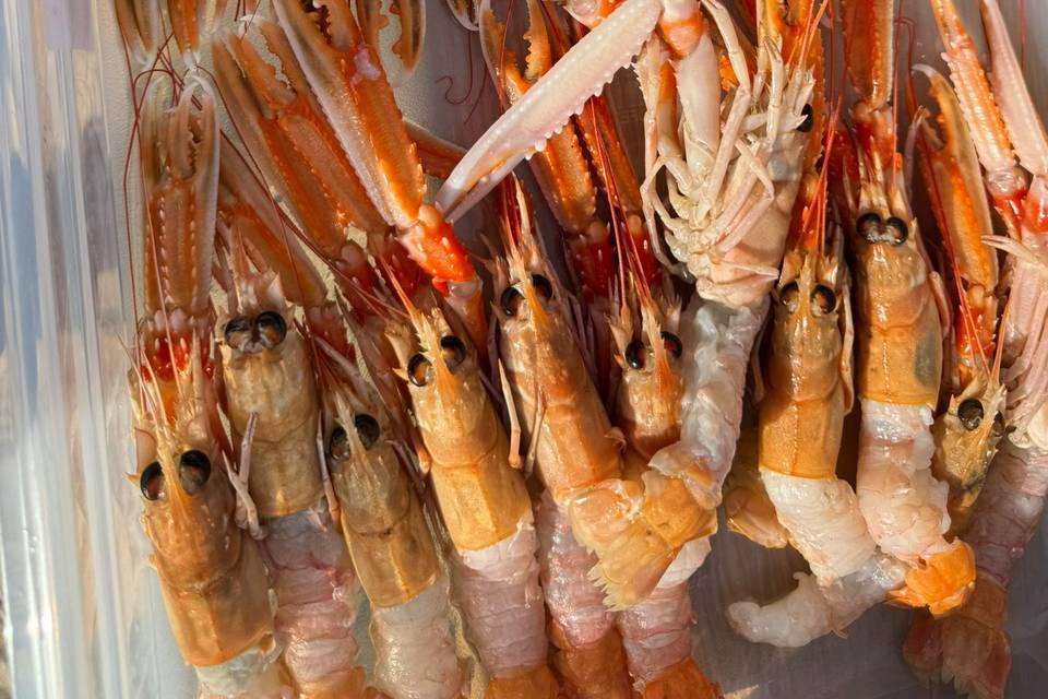 Langoustine du cap