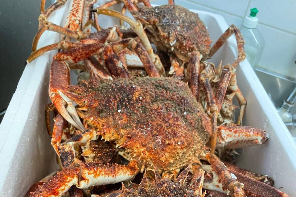 Araignée de mer