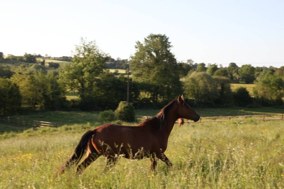 Prés chevaux