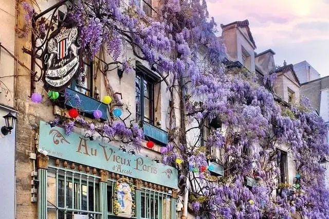 Purple Wisteria in Paris