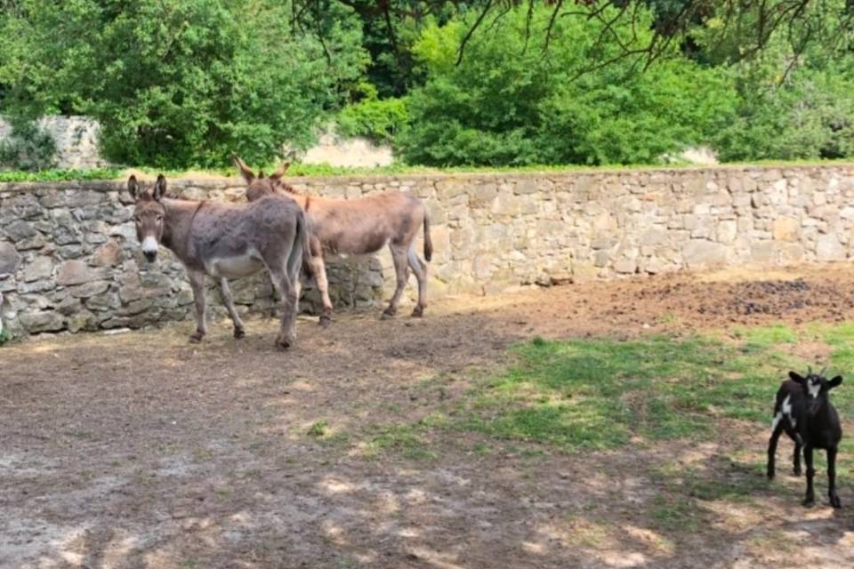 Animaux