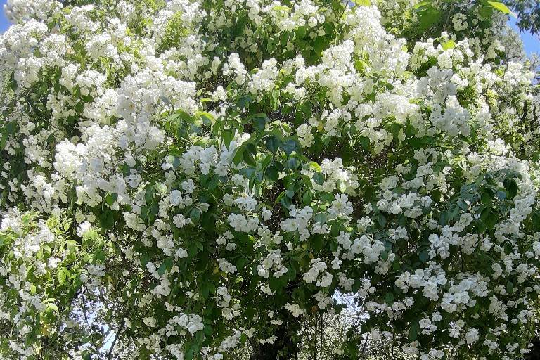 Rosiers sur la terrasse