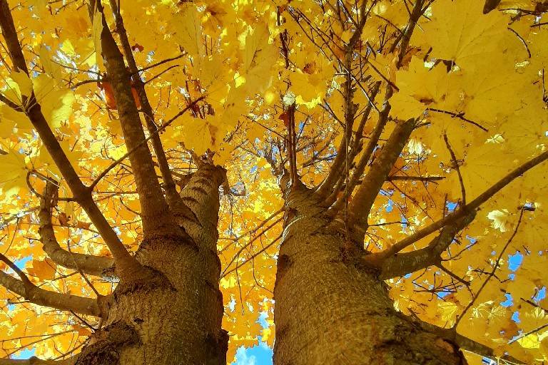 L'automne dans le parc