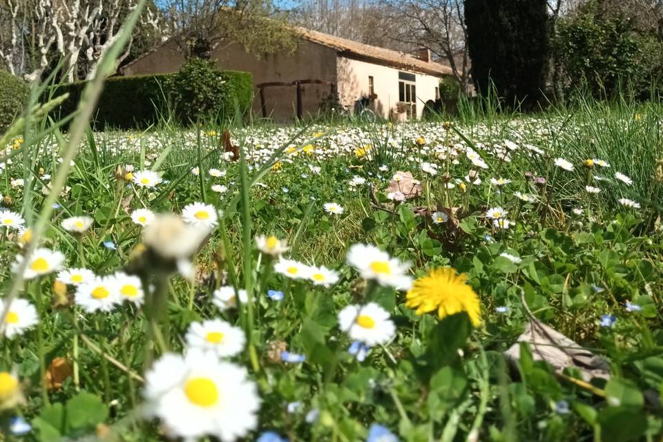 La bergerie au printemps