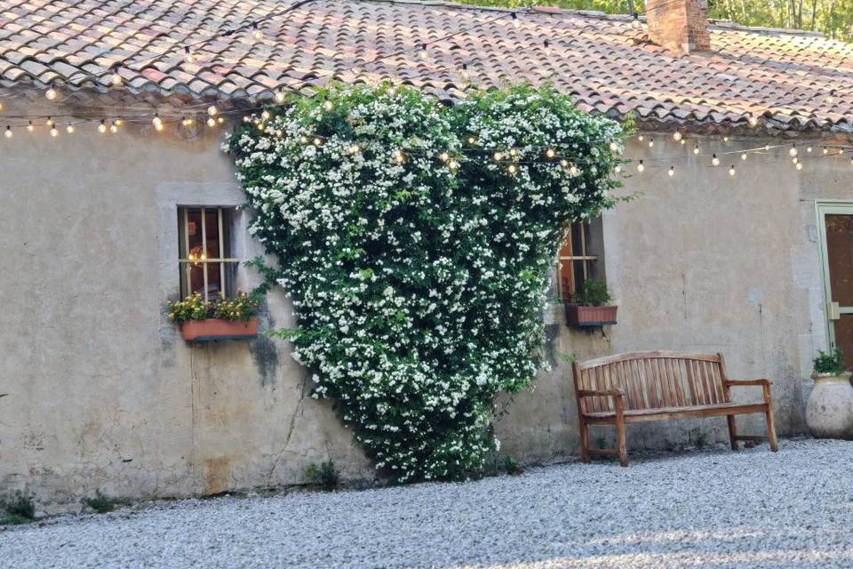 Rosier coeur