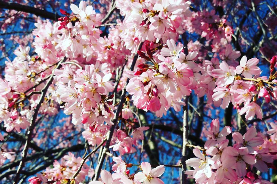 Fleurs du cerisier japonais