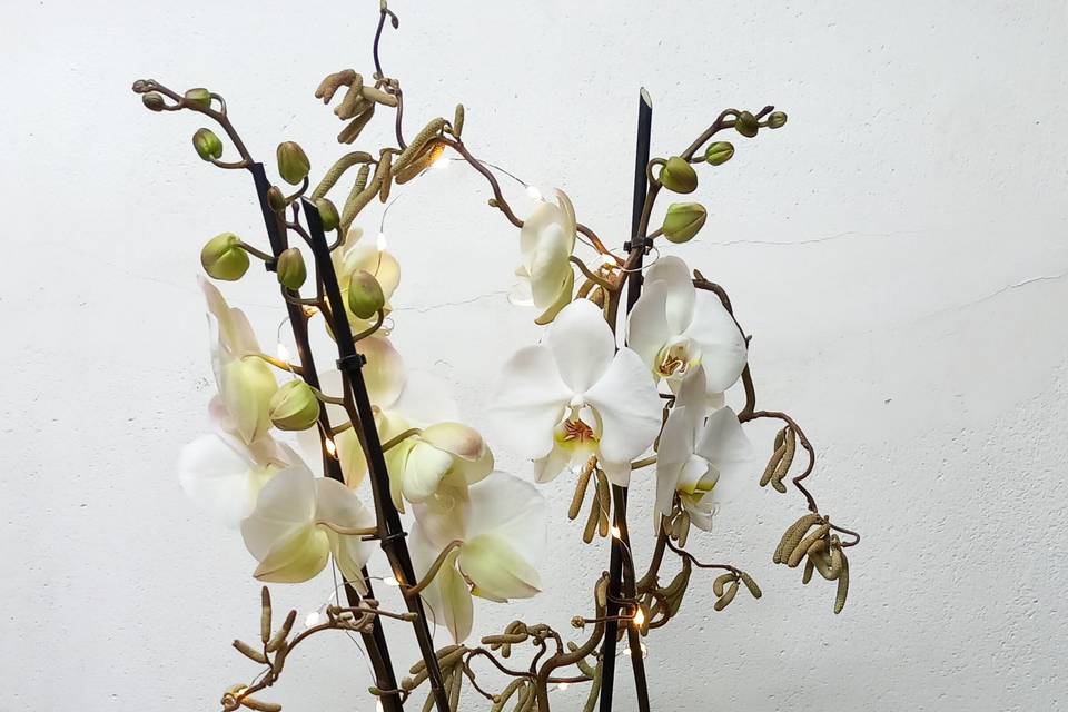 Composition d'orchidée