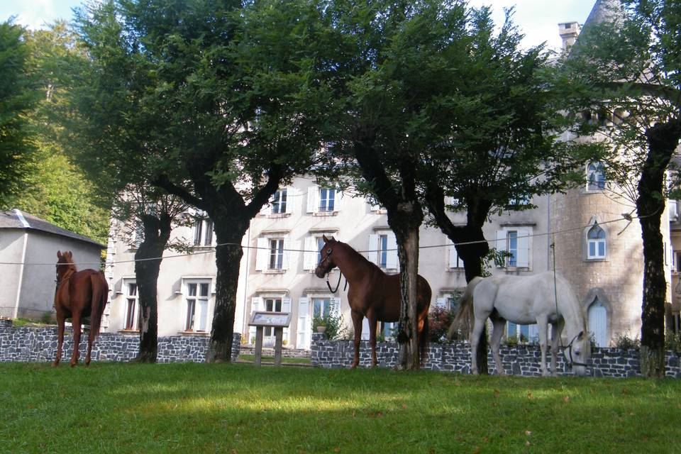 Chevaux